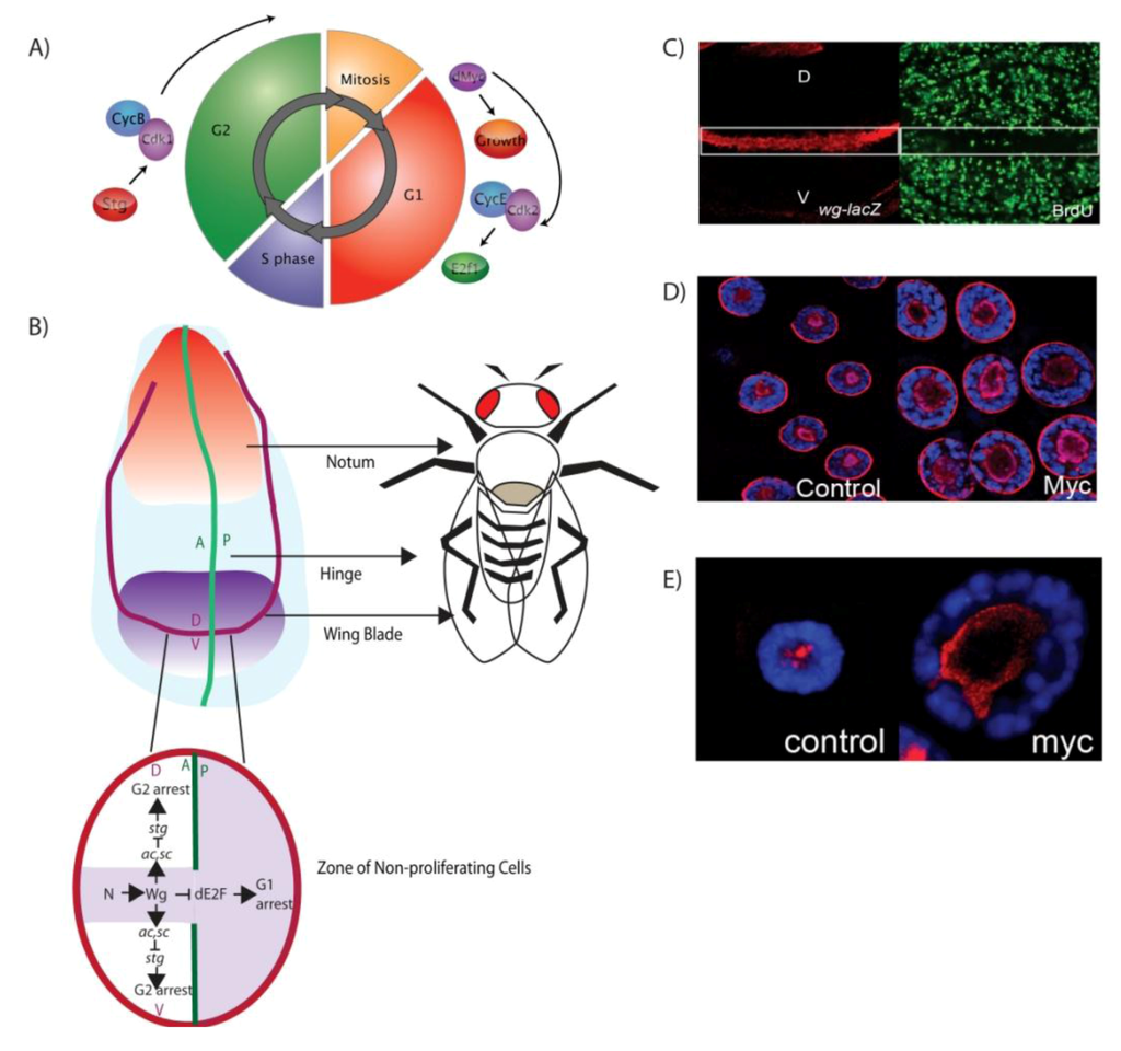 Cells 01 01182 g001 1024
