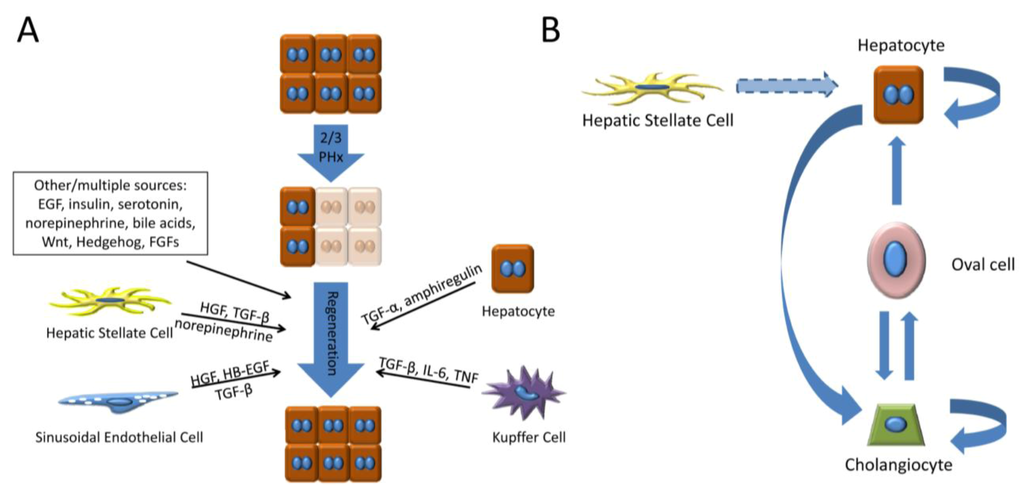 Cells 01 01261 g002 1024