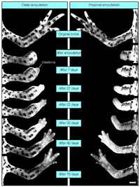 Cells 01 01313 g001 200