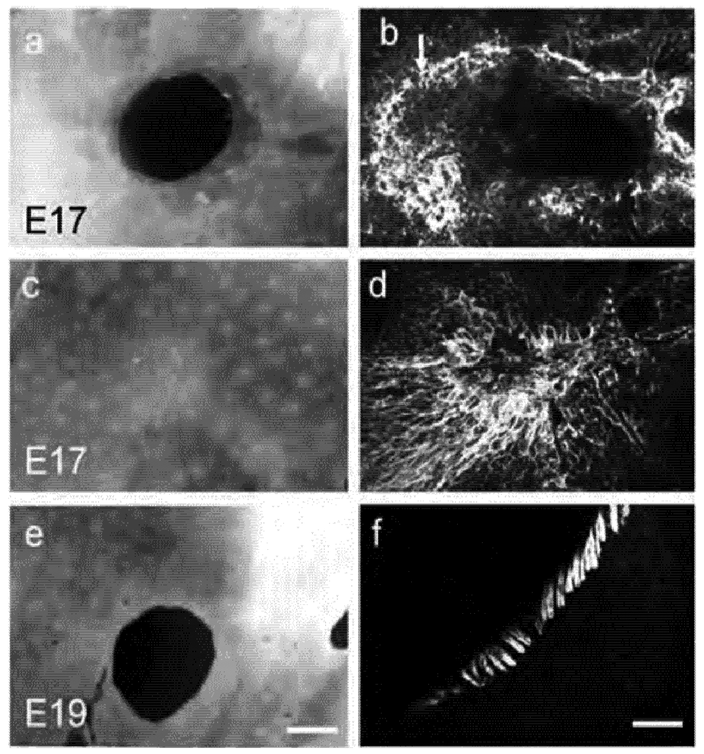 Cells 01 01313 g003 1024