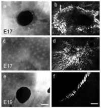 Cells 01 01313 g003 200