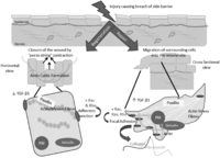Cells 01 01313 g004 200