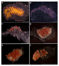 Cells 02 00001 g002 200