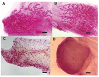 Cells 02 00043 g001 200