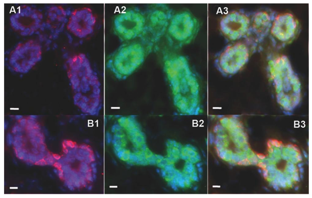 Cells 02 00043 g002 1024