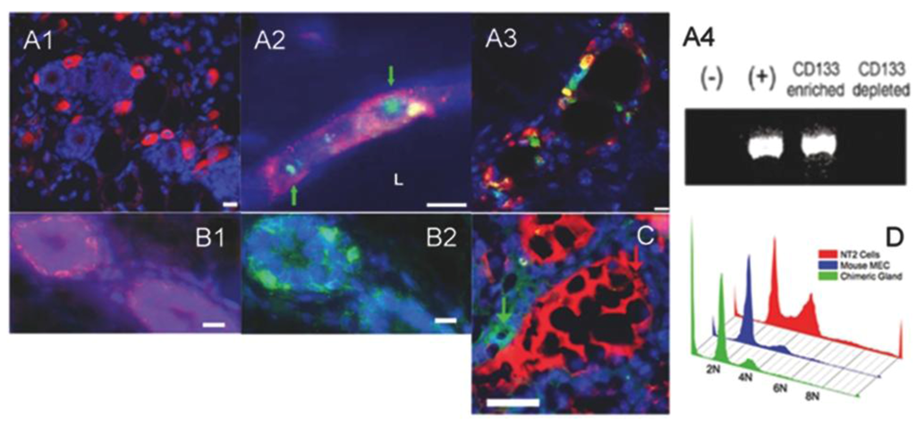 Cells 02 00043 g003 1024
