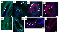 Cells 02 00043 g004 200