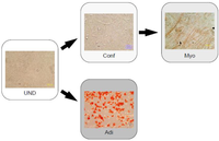 Cells 02 00067 g001 200