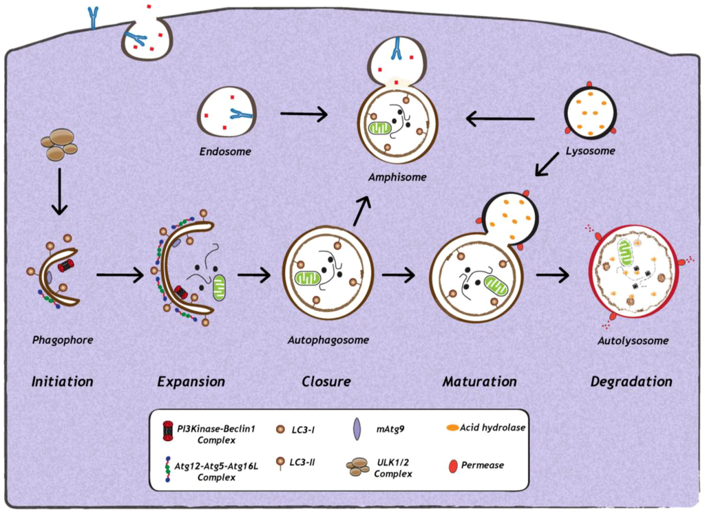 Cells 02 00083 g001 1024