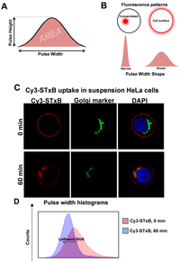 Cells 02 00105 g002 200