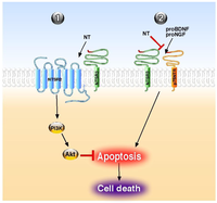 Cells 02 00124 g001 200