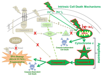 Cells 02 00136 g010 200