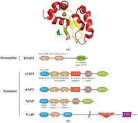 Cells 02 00163 g001 200