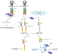 Cells 02 00163 g004 200