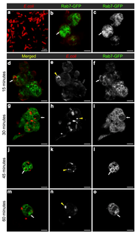 Cells 02 00188 g002 200