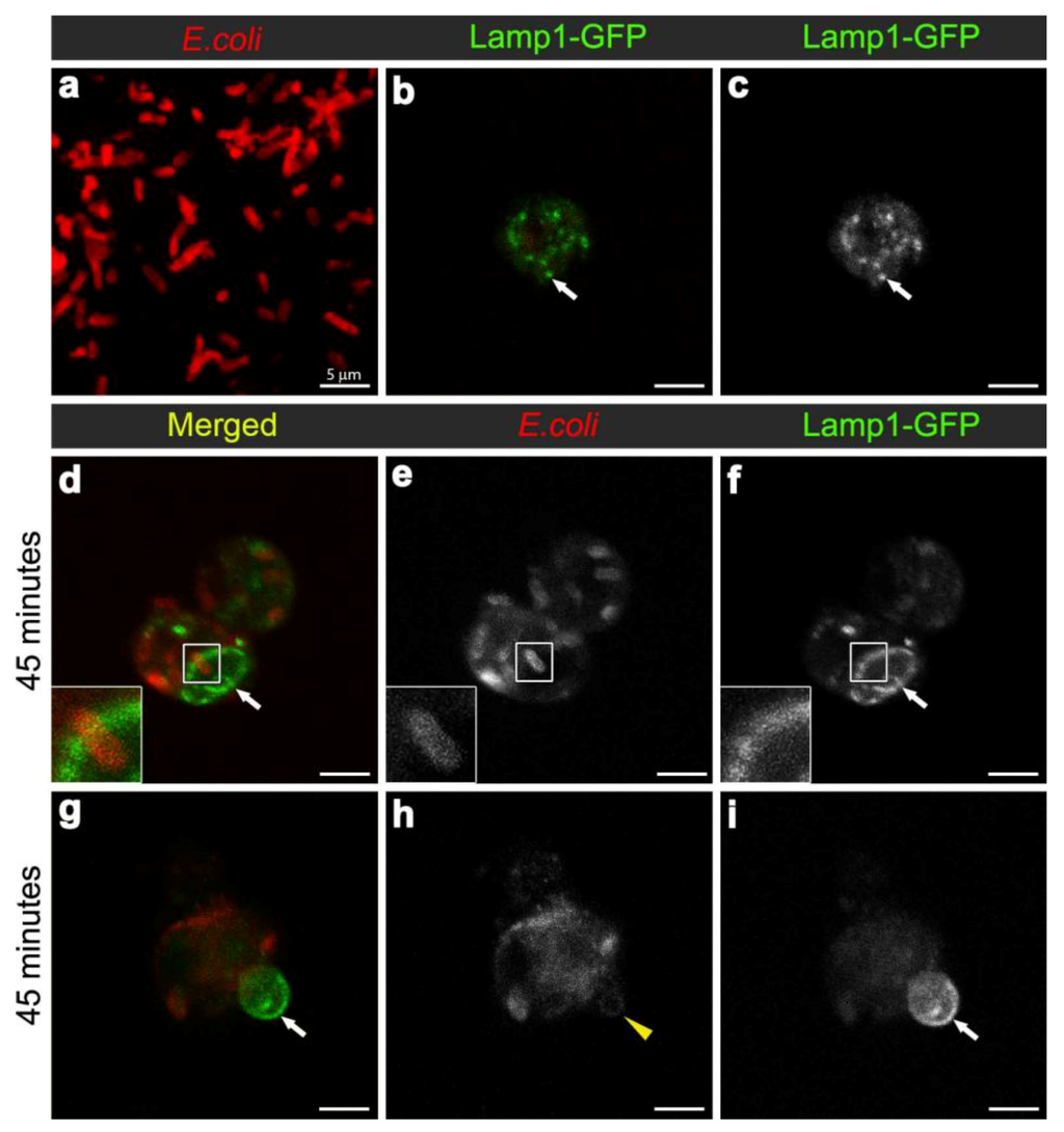 Cells 02 00188 g004 1024