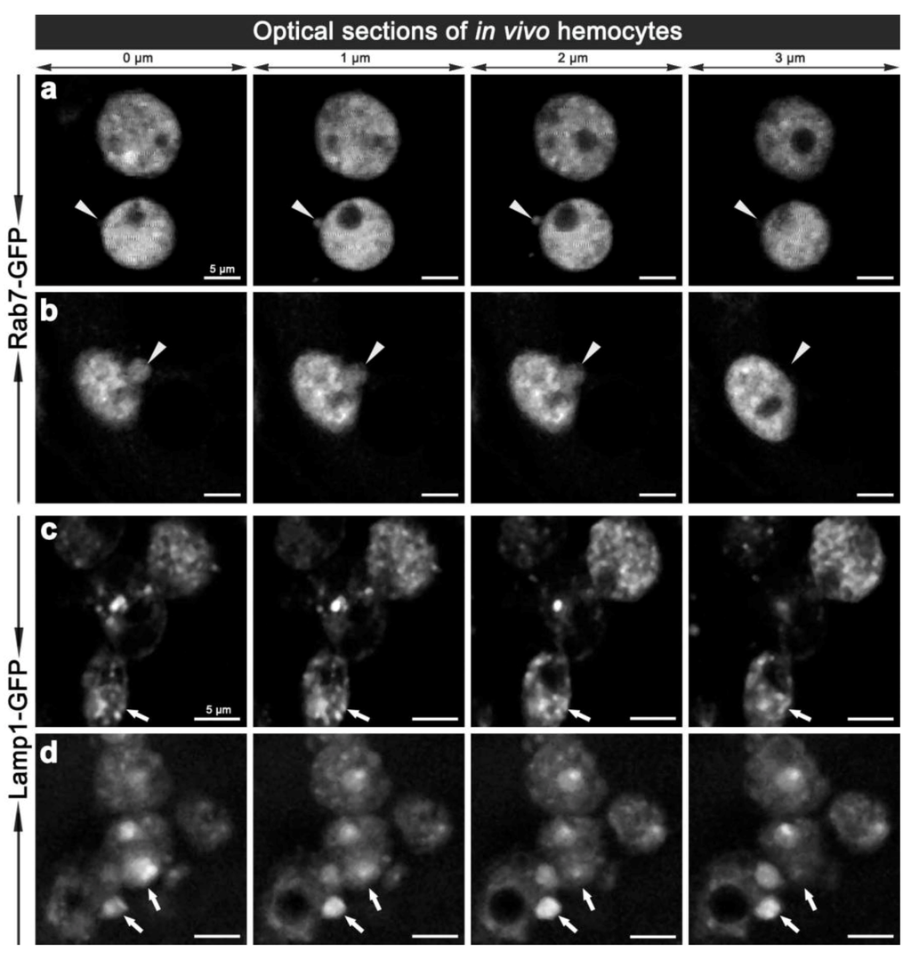 Cells 02 00188 g005 1024