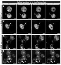 Cells 02 00188 g005 200
