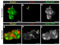 Cells 02 00188 g006 200