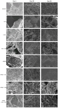 Cells 02 00244 g005 200