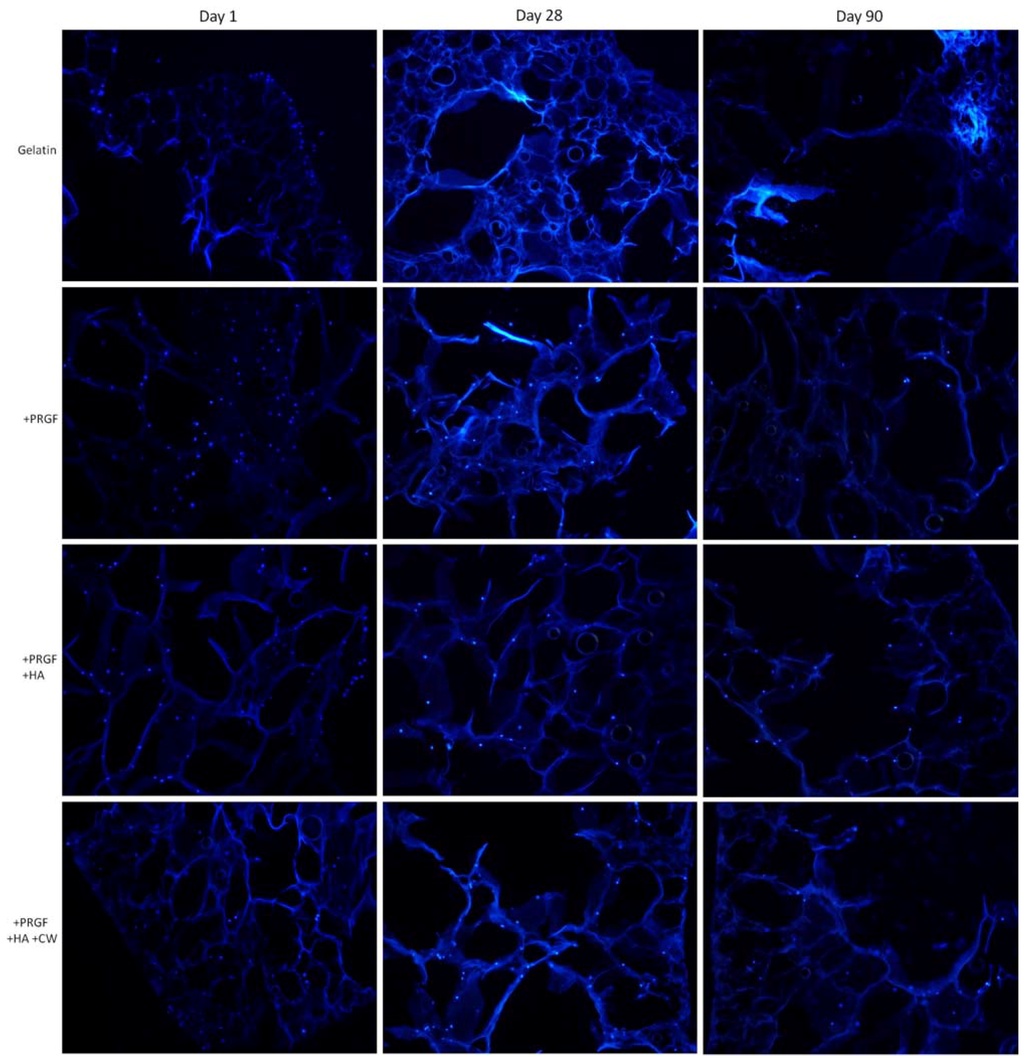 Cells 02 00244 g007 1024