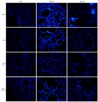 Cells 02 00244 g007 200