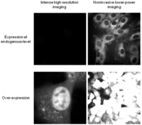 Cells 02 00284 g001 200