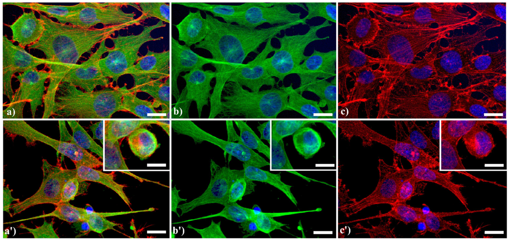 Cells 02 00294 g001 1024