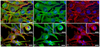 Cells 02 00294 g001 200