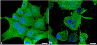 Cells 02 00294 g002 200