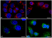 Cells 02 00294 g003 200