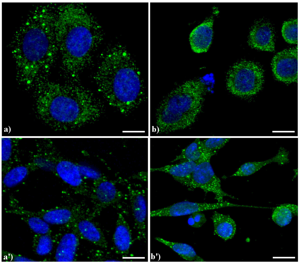 Cells 02 00294 g004 1024