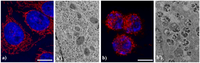 Cells 02 00294 g005 200