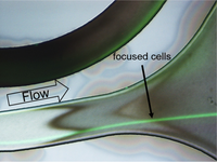 Cells 02 00349 g004 200