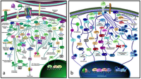 Cells 02 00414 g002 200