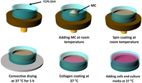 Cells 02 00460 g001 200