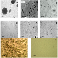 Cells 02 00460 g005 200