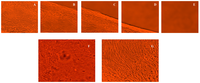 Cells 02 00460 g006 200