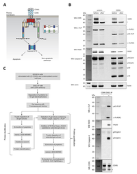 Cells 02 00476 g001 200