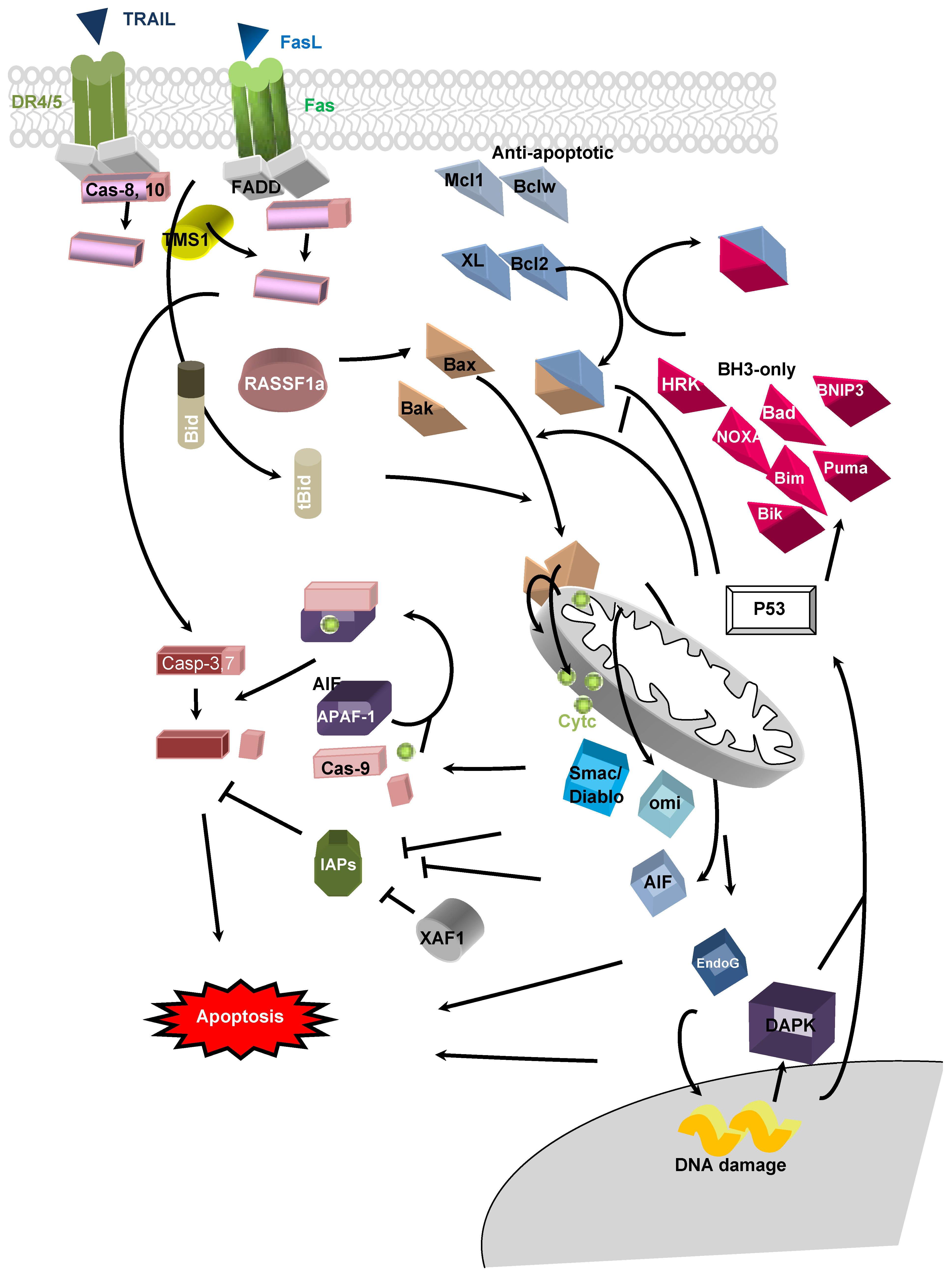 DNA Methylation and Apoptosis Resistance in Biology Diagrams