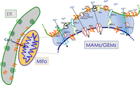 Cells 02 00574 g001 200