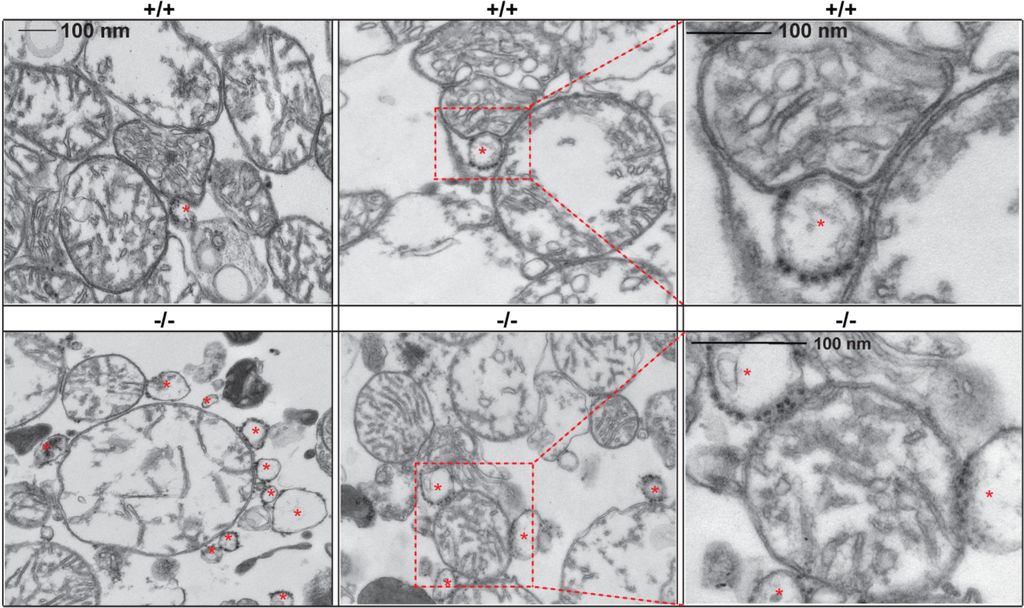 Cells 02 00574 g002 1024