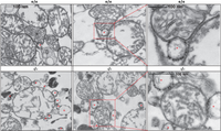 Cells 02 00574 g002 200