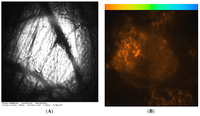 Cells 02 00591 g002 200