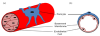 Cells 02 00621 g001 200