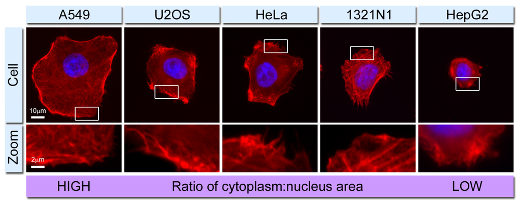 Cells 02 00715 g001 1024