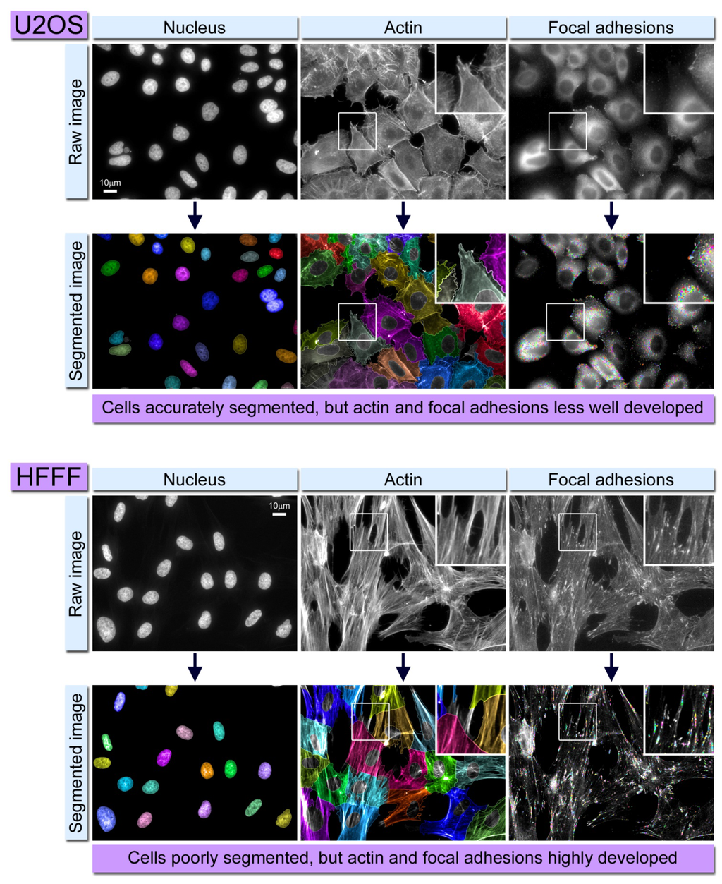 Cells 02 00715 g002 1024