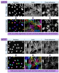 Cells 02 00715 g002 200