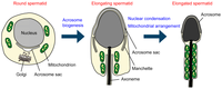 Cells 02 00732 g001 200