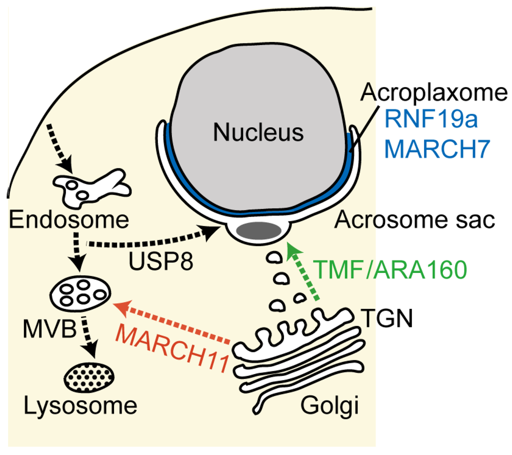 Congratulate, major sperm protein consider Major sperm protein